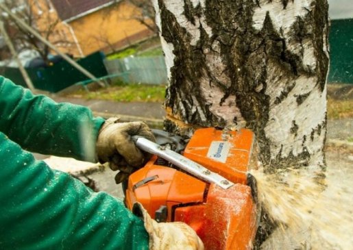 Спил и вырубка деревьев стоимость услуг и где заказать - Белгород
