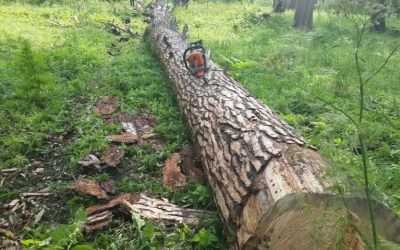 Спил и вырубка деревьев, корчевание пней - Белгород, цены, предложения специалистов