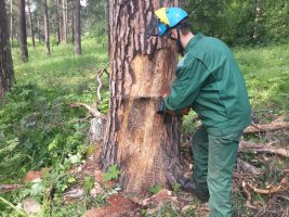 Спил и вырубка деревьев, кронирование, удаление старых деревьев стоимость услуг и где заказать - Белгород