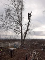 Спил и вырубка деревьев стоимость услуг и где заказать - Белгород