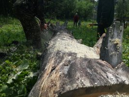 Спил и вырубка деревьев, корчевание пней стоимость услуг и где заказать - Белгород